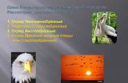 Класс Птицы (Aves) Общая характеристика класса Многообразие птиц и их значение