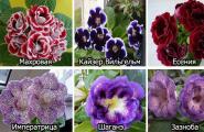 Глоксиния: уход в домашних условиях